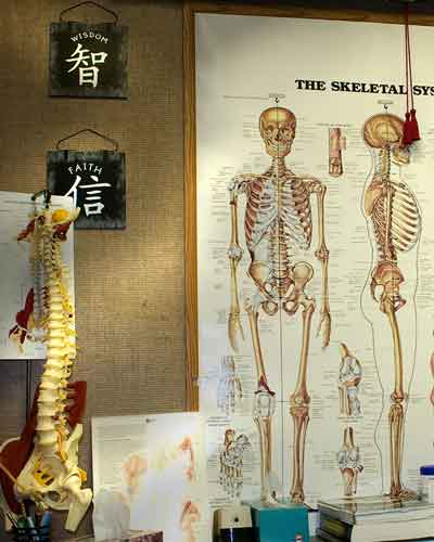 Classroom-Skeletal-System_400